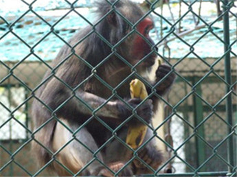 <b>养殖防护勾花网</b>